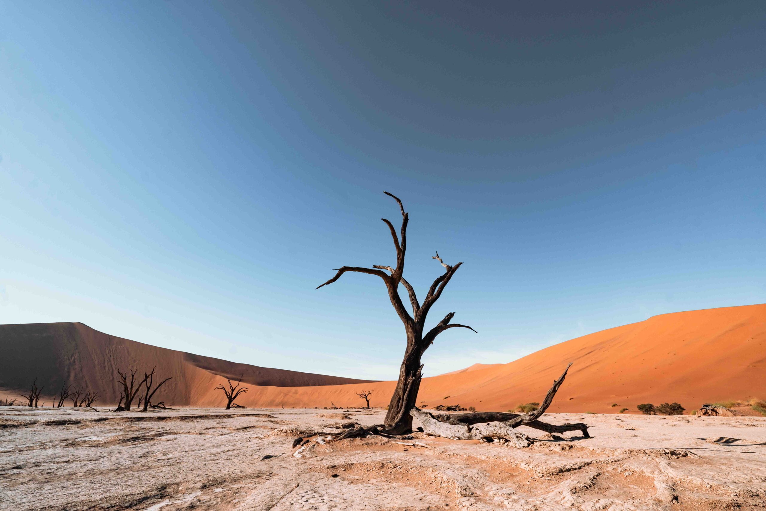 Dune 45 under a clear blue sky near Sossusvlei, Namibia