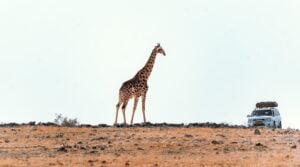 namibia self drive safari