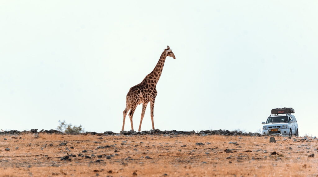 namibia self drive safari