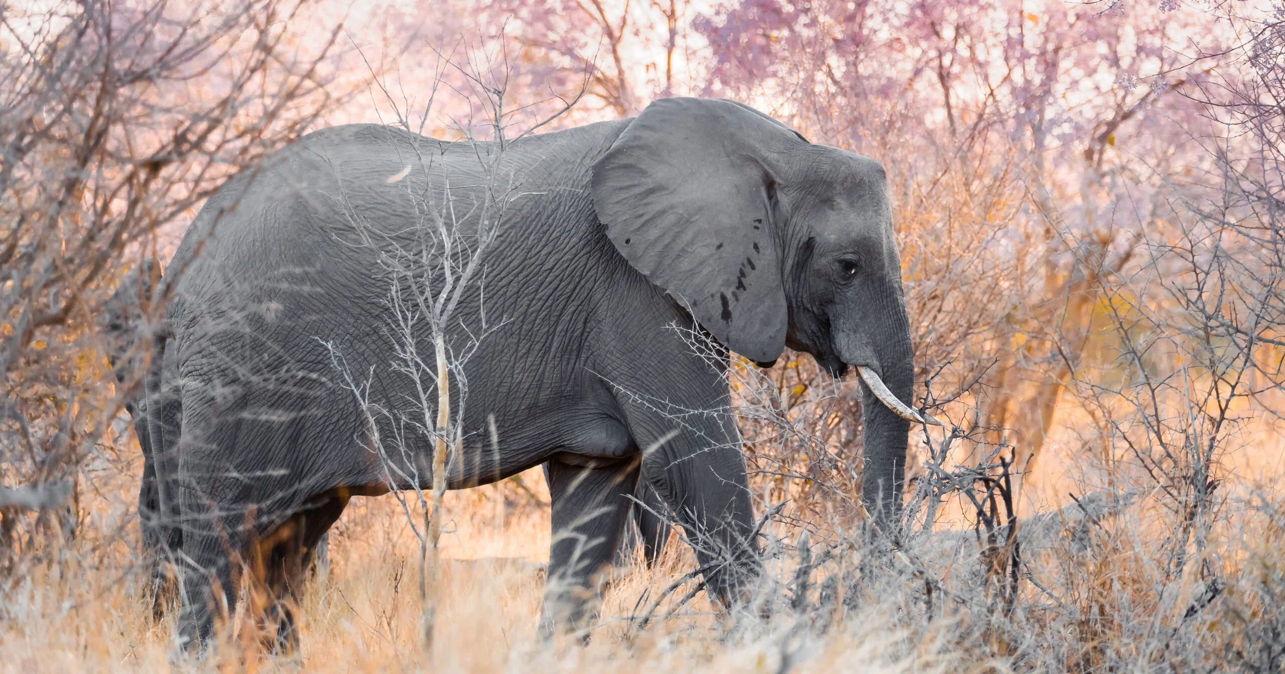 Caprivi strip